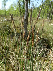 Carex nigra juncea