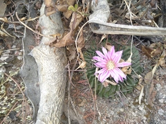 Echinofossulocactus pentacanthus