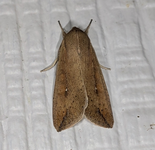 Armyworm Moth