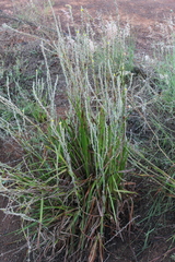 Philydrum lanuginosum, photograph (c) Stella Fish, some rights reserved (CC BY)