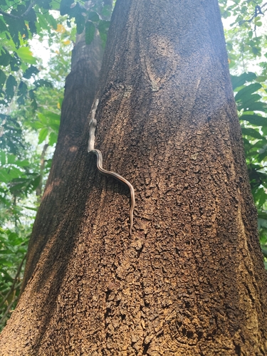 Oligodon octolineatus, 2026-09-20