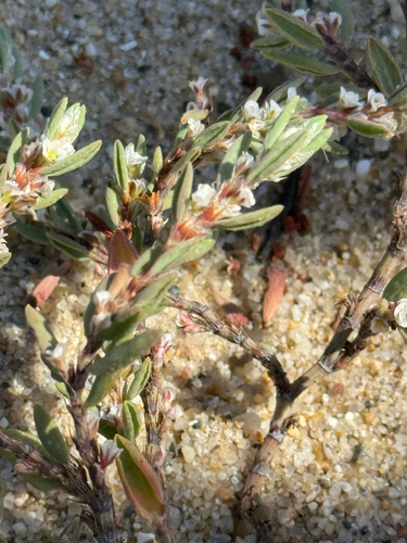 Polygonum maritimum, photograph 3