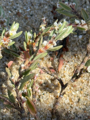 (c) Tony KM, some rights reserved (CC BY) Polygonum maritimum, photograph (c) Tony KM, some rights reserved (CC BY)