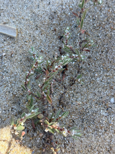 Polygonum maritimum, photograph 4