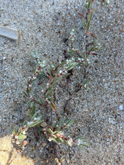 (c) Tony KM, some rights reserved (CC BY) Polygonum maritimum, photograph (c) Tony KM, some rights reserved (CC BY)