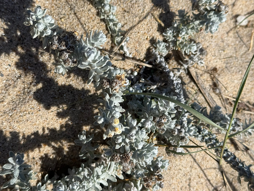 Achillea maritima, photograph 6