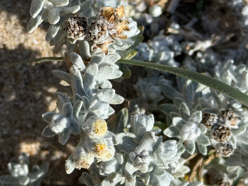 Achillea maritima, photograph 4