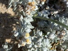(c) Tony KM, some rights reserved (CC BY) Achillea maritima, photograph (c) Tony KM, some rights reserved (CC BY)