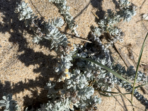 Achillea maritima, photograph 5