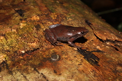 Gastrophryne elegans