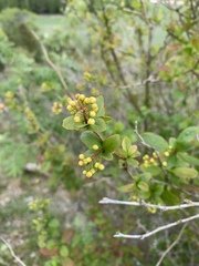 Berberis vulgaris