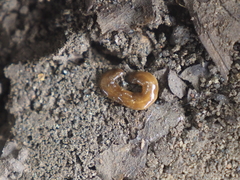 Diversibipalium claviforme