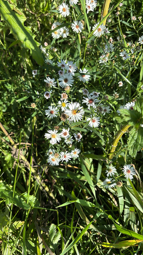 panicled aster