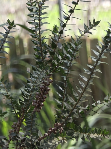 Melaleuca squarrosa