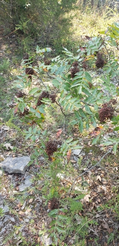 shining sumac