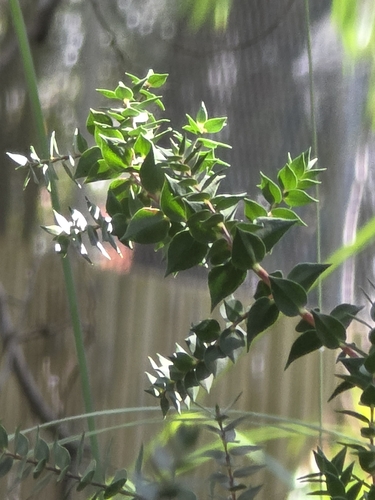 Melaleuca squarrosa, photograph 2