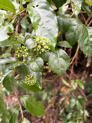 Eleutherococcus trifoliatus, photograph (c) Hilda Chan, some rights reserved (CC BY)