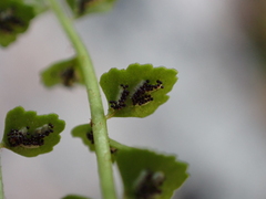 Asplenium viride, photograph author not stated, no rights reserved