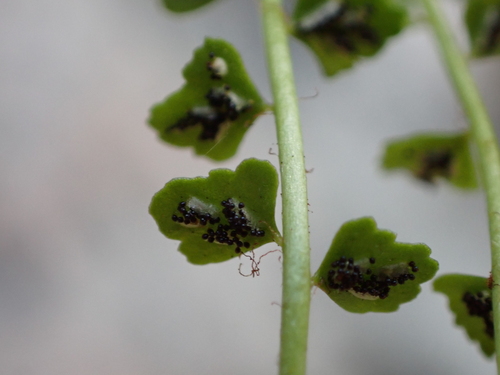 Asplenium viride, photograph 6