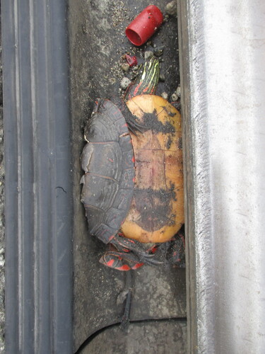 Painted Turtle