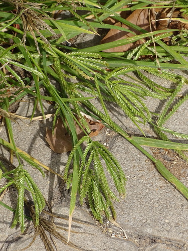 Eleusine coracana, photograph 4