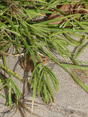 Eleusine coracana, photograph (c) Shaun Swanepoel, some rights reserved (CC BY)