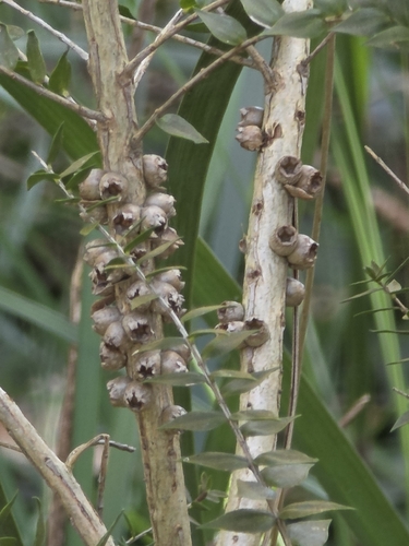 Melaleuca squarrosa, photograph 3