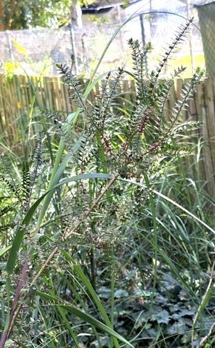 Melaleuca squarrosa, photograph 4