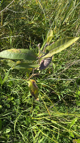 common milkweed