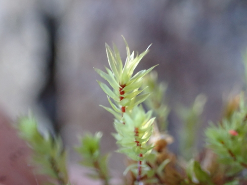 Pohlia cruda observed 2026-09-19