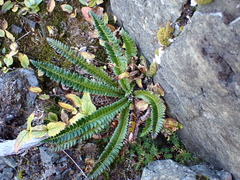 Polystichum lonchitis, photograph author not stated, no rights reserved
