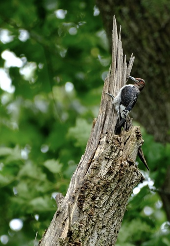 Red-headed Woodpecker