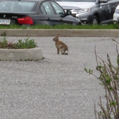 Sylvilagus floridanus