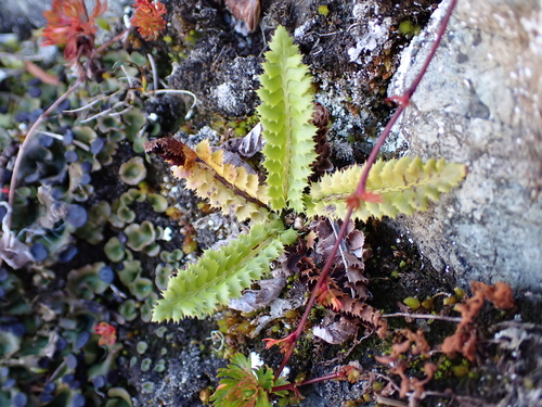 Polystichum lonchitis, photograph 1