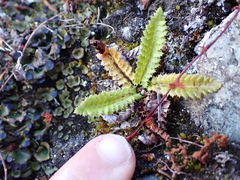 Polystichum lonchitis