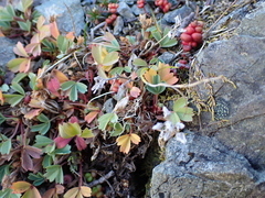 Sibbaldia procumbens, photograph author not stated, no rights reserved