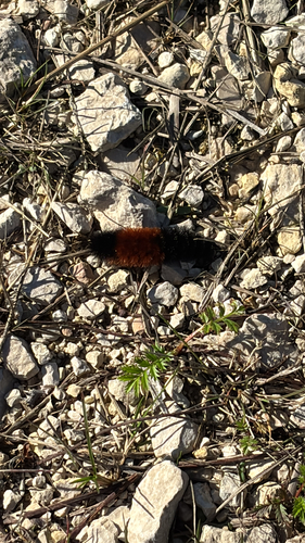 Isabella Tiger Moth