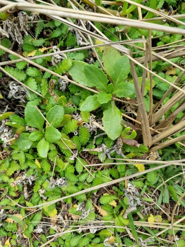 Senecio matatini observed 2026-09-19