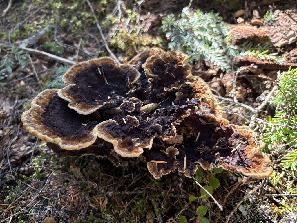Phaeolus hispidoides · September 2026 · photo: Photo: (c) sylbobaggins, some rights reserved (CC BY) · iNaturalist