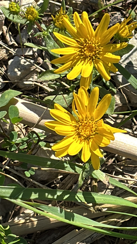 Curlycup Gumweed