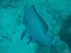 Plectorhinchus centurio