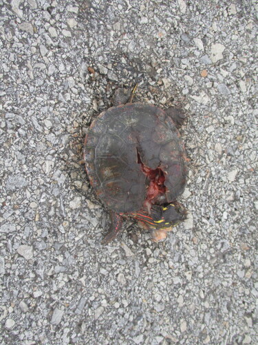 Painted Turtle