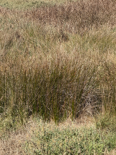 Juncus maritimus
