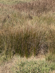 Juncus maritimus