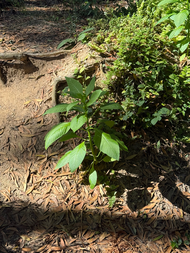 Phytolacca heterotepala, photograph 4