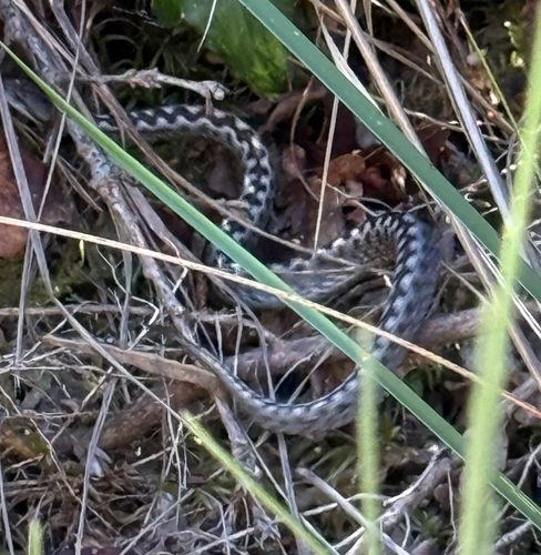 Vipera latastei gaditana