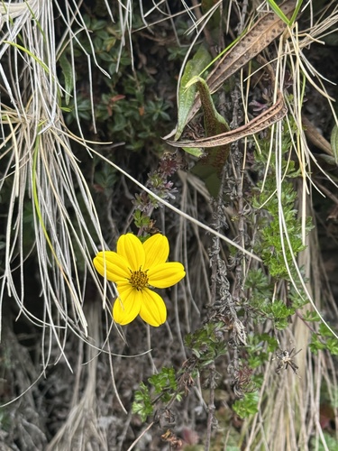 Bidens andicola, 2026-09-18