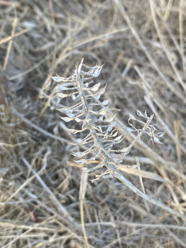 Lepidium heterophyllum observed 2026-09-19