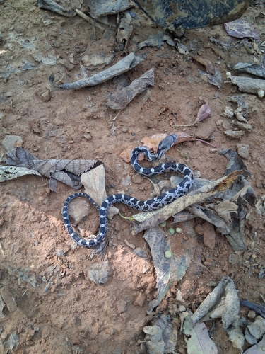 Central Ratsnake