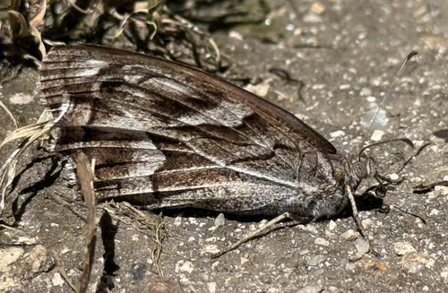 Striped Grayling, Terras de Bouro, PT-BR, PT, photo 3 of 10
